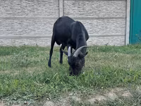 تيس, Murcia-Granada goats — الصورة 4