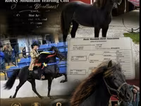 घोड़ा, Rocky Mountain Horse — फ़ोटो 1