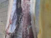 خنزير ذكر, الخنازير — الصورة 1