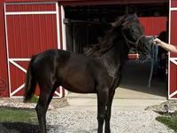 घोड़ा, Rocky Mountain Horse — फ़ोटो 6