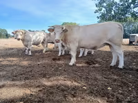 গাভী, Charolais cattle — ছবি 6