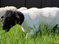 كبش, Kuibyshev sheep — الصورة 5