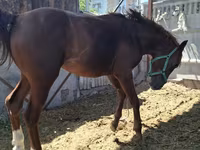 घोड़ा, Arabian horse — फ़ोटो 8