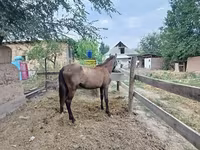 Yegua, French Trotter — foto 2