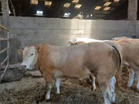 ষাঁড়, Blonde d’Aquitane cattle — ছবি 3