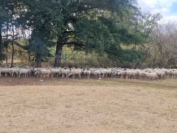 Sheep, Baerchuke sheep