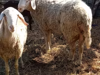 كبش, Assaf sheep — الصورة 5