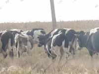 Toro, Raza Holstein — foto 1
