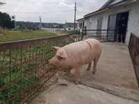 মাদি শূকর, শূকর — ছবি 4