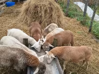 Carnero, Baerchuke sheep — foto 7