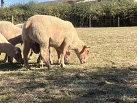 ভেড়ার পাঁঠা, Charollais sheep — ছবি 3
