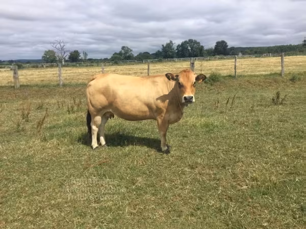 গাভী, Partenaise cattle