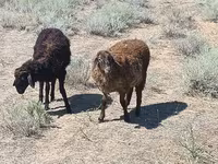 Carnero, Edilbay sheep — foto 1
