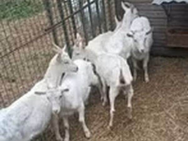 Cabra, Saanen goat