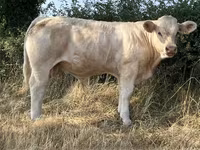 Bulle, Kaste Kuh — Foto 4