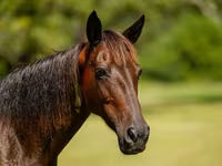 فرس, American paint horse — الصورة 6