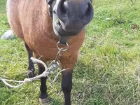 घोड़ा, American shetland pony — फ़ोटो 2