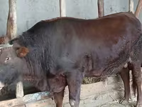ষাঁড়, লাল স্টেপ গরু — ছবি 3