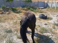 घोड़ी, Skyros Pony — फ़ोटो 4