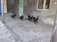 Chickens — Foto 7