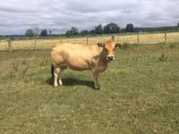 Kuh, Partenaise cattle — Foto 1