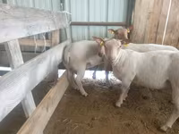 মেষী, Baerchuke sheep — ছবি 2