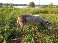 Cabra, Kejobong goat — foto 4
