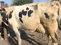 গাভী, Swiss cattle — ছবি 3