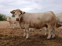 গাভী, Charolais cattle — ছবি 3