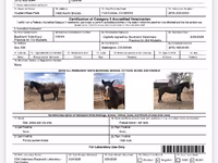 Hengst, Mustang — Foto 5