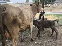 गाय, Simmental cattle — फ़ोटो 1