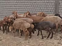 كبش, Arashan sheep — الصورة 1