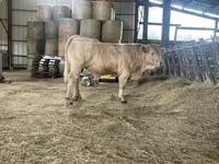 ষাঁড়, Charolais cattle — ছবি 4
