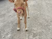 गाय, लाल बिना सींग वाली गाय — फ़ोटो 3