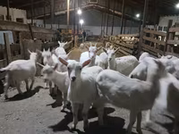 ছাগী, Saanen goat — ছবি 3