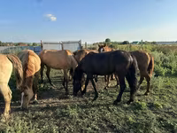 Mare, Horse breed — photo 4
