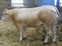 ষাঁড়, Blonde d’Aquitane cattle — ছবি 2