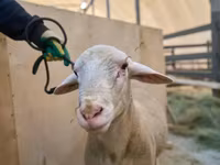 ভেড়ার পাঁঠা, Lacaune sheep — ছবি 2