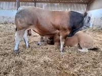 Toro, Partenaise cattle — foto 8