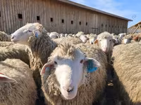 كبش, Edilbay sheep — الصورة 3