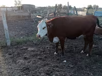 गाय, Latvian Blue cattle — फ़ोटो 3