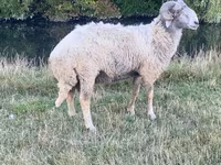 كبش, Karakul sheep — الصورة 1