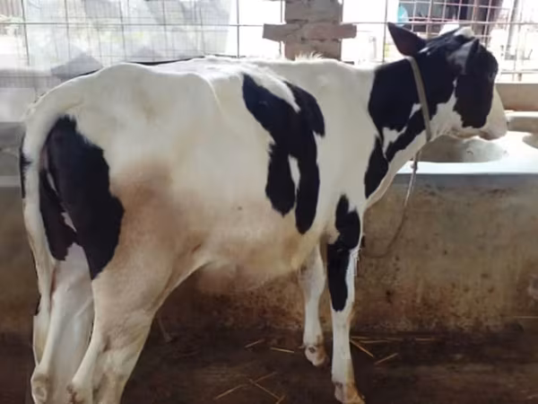 গাভী, গোলস্টাইন জাত — বাংলাদেশ