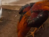 Chickens — Foto 3