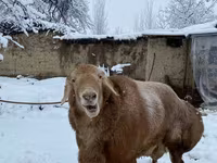 كبش, الأغنام — الصورة 3