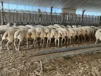 ভেড়ার পাঁঠা, Charollais sheep — ছবি 4