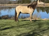 घोड़ा, Rocky Mountain Horse — फ़ोटो 7