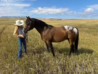 ঘোড়া, Horses of Sable Island — ছবি 5