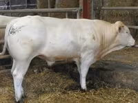 Bulle, Blonde d’Aquitane cattle — Foto 5