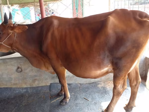 Cow, Cattle — Bangladesh